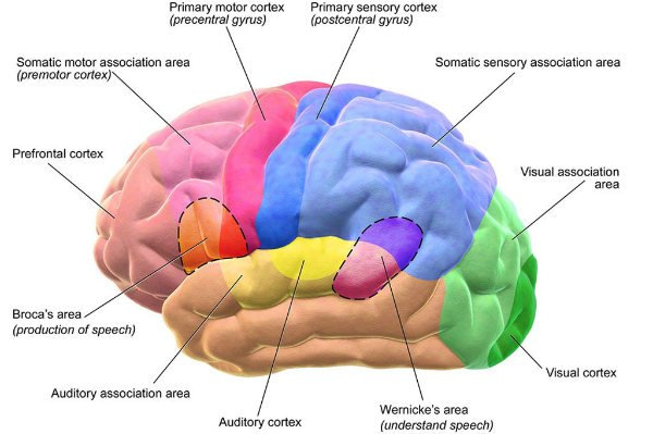 Primary sensory cortex somatosensory cortex