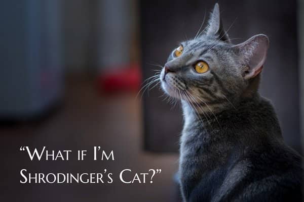 Shrodinger's cat meme